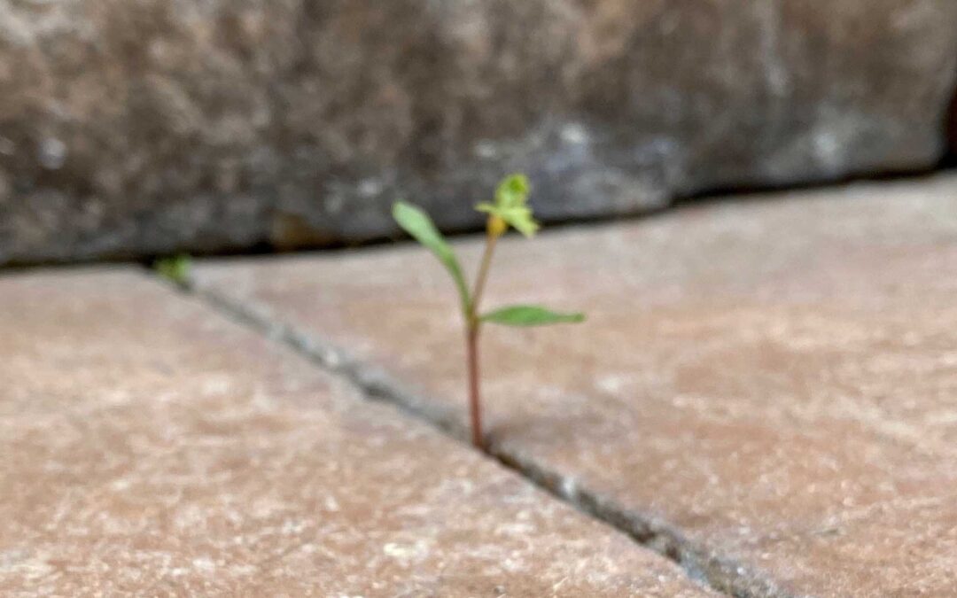 The Lone Plant